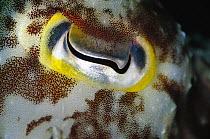Broadclub Cuttlefish (Sepia latimanus) detail of eye, 60 feet deep, Solomon Islands
