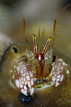 Coral Hermit Crab (Paguritta harmsi) portrait, 40 feet deep, Solomon Islands