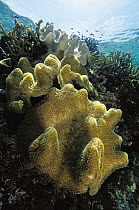 Leather Coral (Sarcophyton sp) growing close to surface, Solomon Islands