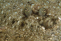Lefteye Flounder (Bothus sp) portrait, camouflaged against sandy ocean floor, 60 feet deep, Solomon Islands