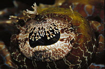 Beaufort's Crocodilefish (Cymbacephalus beauforti) eye detail, 40 feet deep, Solomon Islands