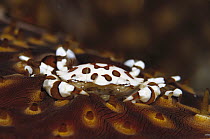Swimmer Crab (Lissocarcinus sp) on Leopard Sea Cucumber (Bohadschia argus) 50 feet deep, Solomon Islands