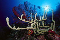 Sponge (Psammoclemma sp) in front of Sea Fan (Melithaea sp) and reef fishes, 110 feet deep, Solomon Islands