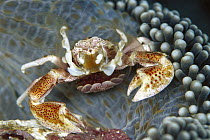 Spotted Anemone Crab (Neopetrolisthes maculatus) female on Anemone (Stichodactyla mertensii) home with eggs held in brood pouch formed by tail, feeding on plankton with her feather net arms, Solomon I...