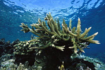Stony Coral (Acropora sp) growing close to surface, five feet deep, Solomon Islands