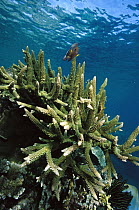 Stony Coral (Acropora sp) growing close to surface, five feet deep, Solomon Islands