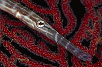 Trumpetfish (Aulostomus sp) on Sea Fan (Melithaea sp), 60 feet deep, Solomon Islands