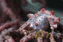 Seahorse (Hippocampus sp) pregnant male on Sea Fan (Muricella sp) 80 feet deep, Solomon Islands