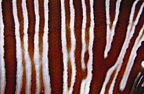 Common Lionfish (Pterois volitans) detail of patterns on skin, 30 feet deep, Solomon Islands
