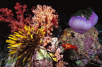 Feather Stars (Comanthina schlegelii), Soft Coral (Dendronephthya sp), and Purple Anemone (Heteractis magnifica) reef, Solomon Islands