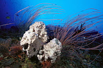 Sponge (Diacarnus spinipoculum) and Soft Coral (Ellisella sp) 90 feet deep, Solomon Islands