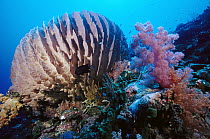 Giant Barrel Sponge (Xestospongia testudinaria) and Soft Coral (Dendronephthya sp) with baitfish and Damselfish (Chromis margaritifer) 90 feet deep Solomon Islands
