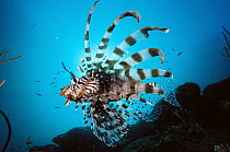 Common Lionfish (Pterois volitans) 40 feet deep, Solomon Islands