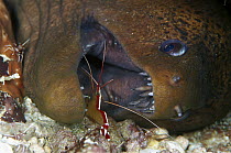 Scarlet Cleaner Shrimp (Lysmata amboinensis) cleaning a Moray Eel (Gymnothorax ocellatus) 80 feet deep, Solomon Islands