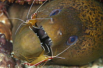 Scarlet Cleaner Shrimp (Lysmata amboinensis) pair cleaning a Moray Eel (Gymnothorax ocellatus) 80 feet deep, Solomon Islands