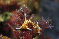 Sea Slug (Elysiidae) portrait, 50 feet deep, Solomon Islands