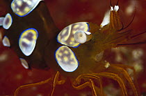 Squat Anemone Shrimp (Thor amboinensis) portrait, 70 feet deep, Solomon Islands