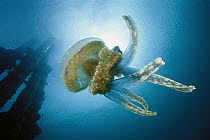 Papuan Jellyfish (Mastigias papua) 20 feet deep, Solomon Islands