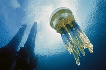 Papuan Jellyfish (Mastigias papua) 20 feet deep, Solomon Islands
