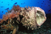 Giant Barrel Sponge (Xestospongia testudinaria) and Soft Coral (Dendronephthya sp) 90 feet deep, Solomon Islands