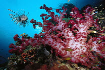 Soft Coral (Dendronephthya sp) schooling Pygmy Sweeper (Parapriacanthus ransonneti) and Lionfish (Pterois volitans)