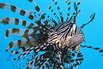 Common Lionfish (Pterois volitans), 70 feet deep, Solomon Islands