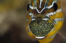 Yellow-striped Cardinalfish (Apogon cyanosoma) male with eggs in mouth, 40 feet deep, Solomon Islands