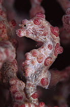 Seahorse (Hippocampus sp) on Sea Fan (Muricella sp) 80 feet deep, Solomon Islands