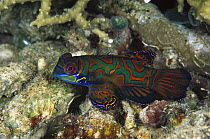 Mandarinfish (Synchiropus splendidus) male in Hard Corals (Anacropora forbesi) 20 feet deep, Solomon Islands