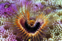 Star Horseshoe Worm (Pomatostegus stellatus) growing in Hump Coral (Porites sp) 40 feet deep, Solomon Islands