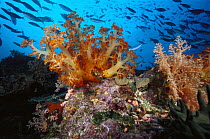 Soft Coral (Dendronephthya sp) and Fusilier (Caesio sp) school, 110 feet deep, Solomon Islands