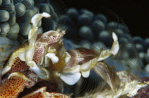 Spotted Anemone Crab (Neopetrolisthes maculatus) female on her Anemone home (Stichodactyla mertensii) feeding on plankton with her feather net arms, with eggs held in brood pouch formed by tail, 50 fe...