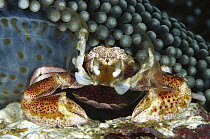 Spotted Anemone Crab (Neopetrolisthes maculatus) female on her Anemone home (Stichodactyla mertensii) feeding on plankton with her feather net arms, with eggs held in brood pouch formed by tail, 50 fe...