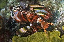 Ocellated Lionfish (Dendrochirus biocellatus) 60 feet deep, Solomon Islands