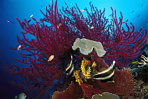 Pennant Bannerfish (Heniochus chrysostomus) purple Soft Coral (Plexauridae) and Leather Coral (Sarcophyton sp), Solomon Islands