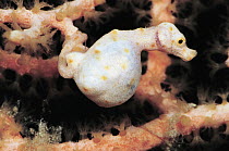 Seahorse (Hippocampus sp) pregnant male on Sea Fan (Melithaea sp) 50 feet deep, Solomon Islands
