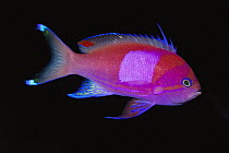 Squarespot Anthias (Pseudanthias pleurotaenia) male, 50 feet deep, Solomon Islands