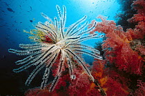 Feather Star (Comanthina sp) and Soft Corals (Dendronephthya sp) 60 feet deep, Solomon Islands
