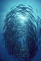 Blackfin Barracuda (Sphyraena qenie) schooling, 70 feet deep, Solomon Islands