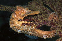 Seahorse (Hippocampus sp) holding on to Sea Fan (Echinogorgia sp) 60 feet deep, Galapagos Islands, Ecuador