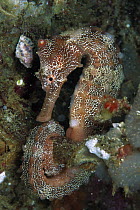 Seahorse (Hippocampus sp) holding onto reef wall, 60 feet deep, Galapagos Islands, Ecuador
