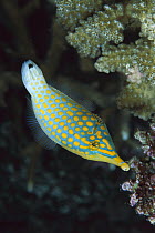Beaked Leatherjacket (Oxymonacanthus longirostris) uses long pointed snout to extract Coral polyps, 30 feet deep, Solomon Islands