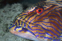 Highfin Coralgrouper (Plectropomus oligacanthus) portrait 60 feet deep, Solomon Islands