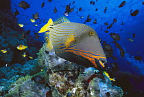 Orange-striped Triggerfish (Balistapus undulatus) and Damselfish (Dascyllus sp) in background, 50 feet deep, Red Sea, Egypt