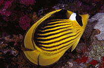 Diagonal Butterflyfish (Chaetodon fasciatus) 50 feet deep, Solomon Islands