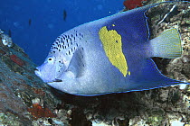 Map Angelfish (Pomacanthus maculosus) underwater, side view, Red Sea, Egypt