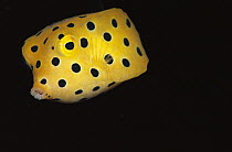 Yellow Boxfish (Ostracion cubicus) juvenile, Solomon Islands
