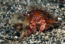 Hermit Crab (Diogenidae), Red Sea, Egypt