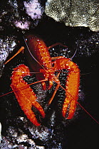 Lobster (Enoplometopus sp) on corals, Hawaii