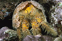 Hairy Yellow Hermit (Aniculus maximus) 50 feet deep, Hawaii